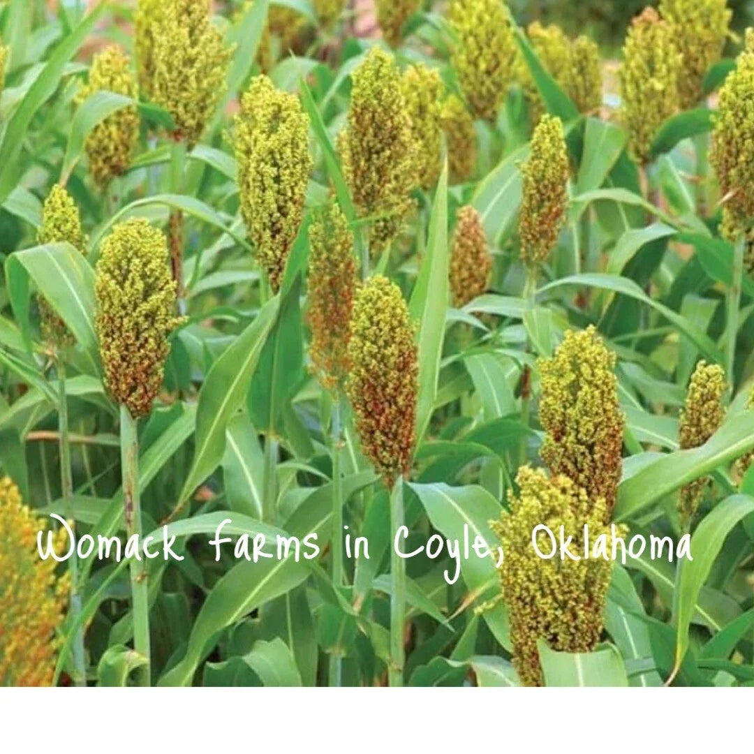 Wild Game Sorghum Seeds, 150+ Milo Seeds for Food Plots, Sorghum bicolor, Drought-Resistant Wildlife Crop