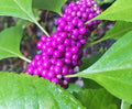 American Beautyberry Live Rooted Cutting - Callicarpa americana, Vibrant Purple Berries, Garden Shrub in Pint Pot