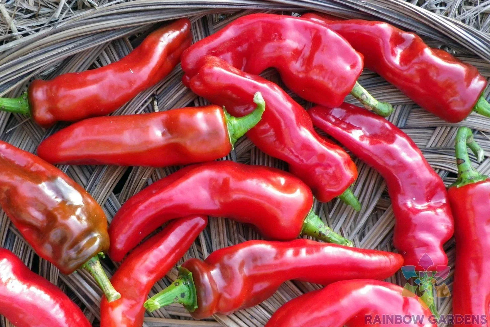Melrose Sweet Pepper Seeds – 25+ Packets, Capsicum annuum, Garden Planting, Full Sun, Non-GMO, Bountiful Harvest