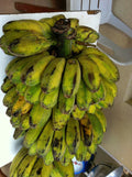 Plantain Banana Tree - Young Plant - Saba (Musa acuminata) - Tropical Garden Shade Tree