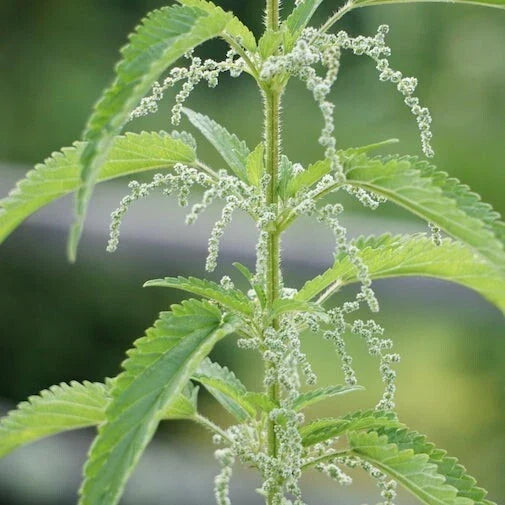 Bare Root Stinging Nettle Plants - Organic Urtica dioica for Tea & Herbal Remedies, 3-Pack