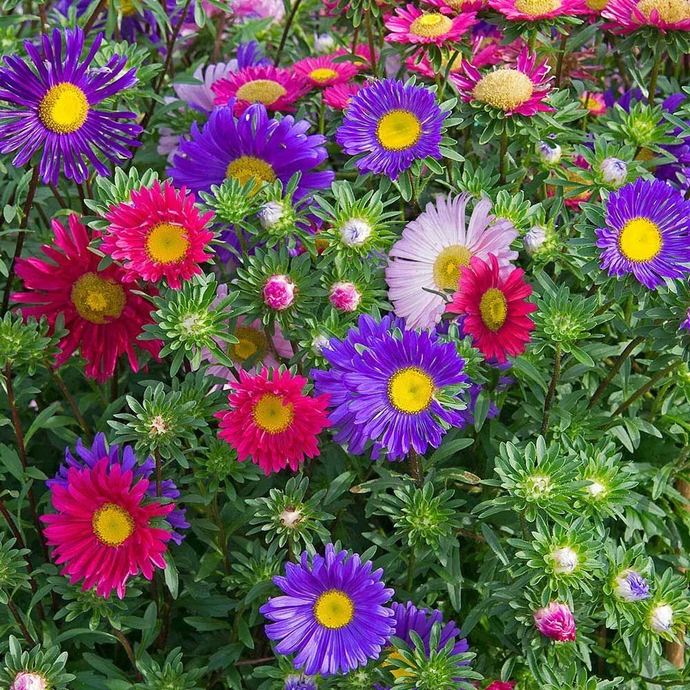 China Aster Seeds Single Mix Daisy-Like Flowers Callistephus chinensis Garden Bedding