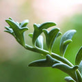 Rare Senecio Peregrinus Unrooted Cuttings - String of Dolphins Succulent Trailing Plant