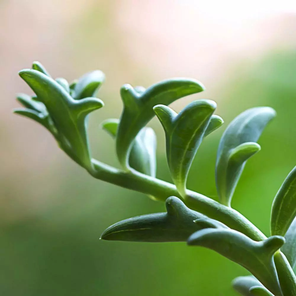 Rare Senecio Peregrinus Unrooted Cuttings - String of Dolphins Succulent Trailing Plant