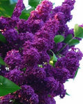 Dark Purple Lilac Seeds | Fragrant Perennial Flower | Syringa vulgaris | 25 Seeds for Garden, Hedges & Borders