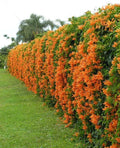 Phyrostegia Vine Starter Plant - Florida Flame - Hummingbird Attracting Climbing Vine