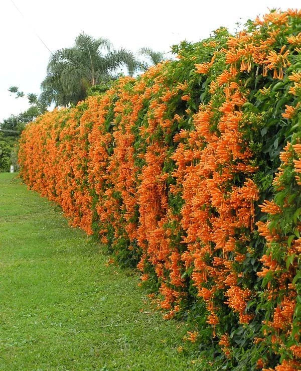 Phyrostegia Vine Starter Plant - Florida Flame - Hummingbird Attracting Climbing Vine