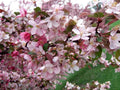 Robinson Crabapple Seeds - 25+ Pack, Malus 'Robinson', Ornamental Tree Seeds for Garden Planting, Vibrant Flowers, USA
