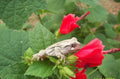 Red Turk's Caps Live Plant Cuttings - Sleeping Hibiscus Bush - Hibiscus aculeatus - Tropical Garden, Hummingbird & Butterfly Attractant