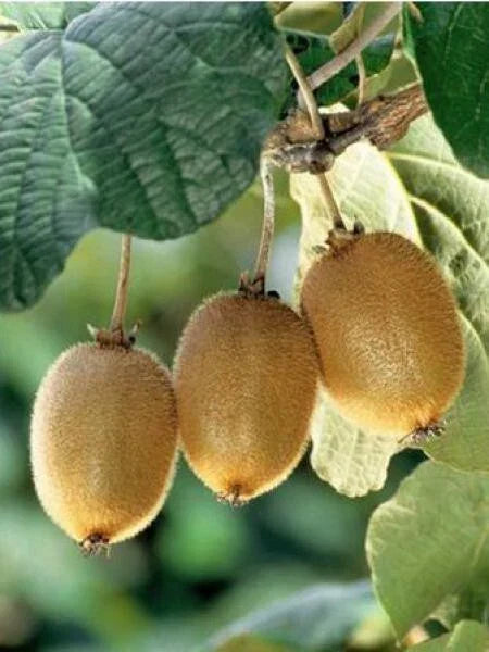 Kiwi Fruit Seeds – Actinidia chinensis – Green Vine, Non-GMO, High Germination, for Home Garden & Commercial Growing