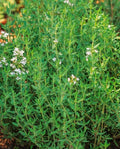 Common Thyme Seeds - 1000+ Thymus vulgaris Perennial Herb for Kitchen Garden, Culinary, Pollinator Attractant