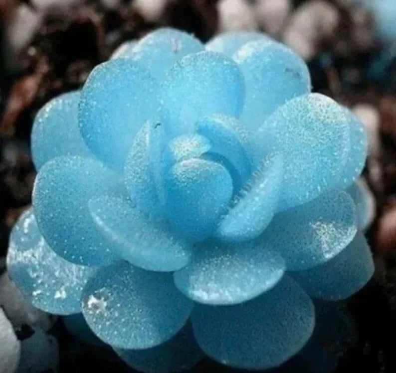 Blue Flower Succulent Seeds 100PCs Pack - Rare Notocactus Leninghausii for Indoor & Outdoor Gardens