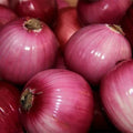 Red Grano Onion Seeds Pack of 200+ Heirloom Allium cepa Short-Day Vegetable for Home Garden