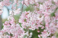 Japanese Flowering Cherry Tree Cuttings - 12 Unrooted Prunus serrulata Cultivar for Propagation