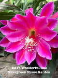 Epiphyllum Orchid Cactus "Wonderful One" - Rooted Indoor Succulent in 4" Starter Pot