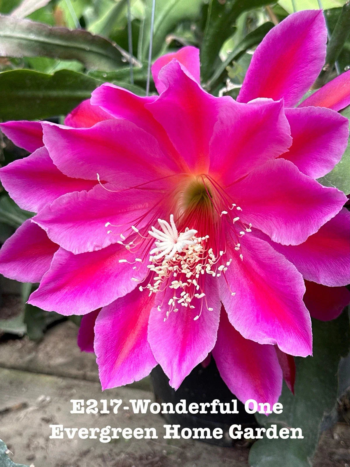 Epiphyllum Orchid Cactus "Wonderful One" - Rooted Indoor Succulent in 4" Starter Pot