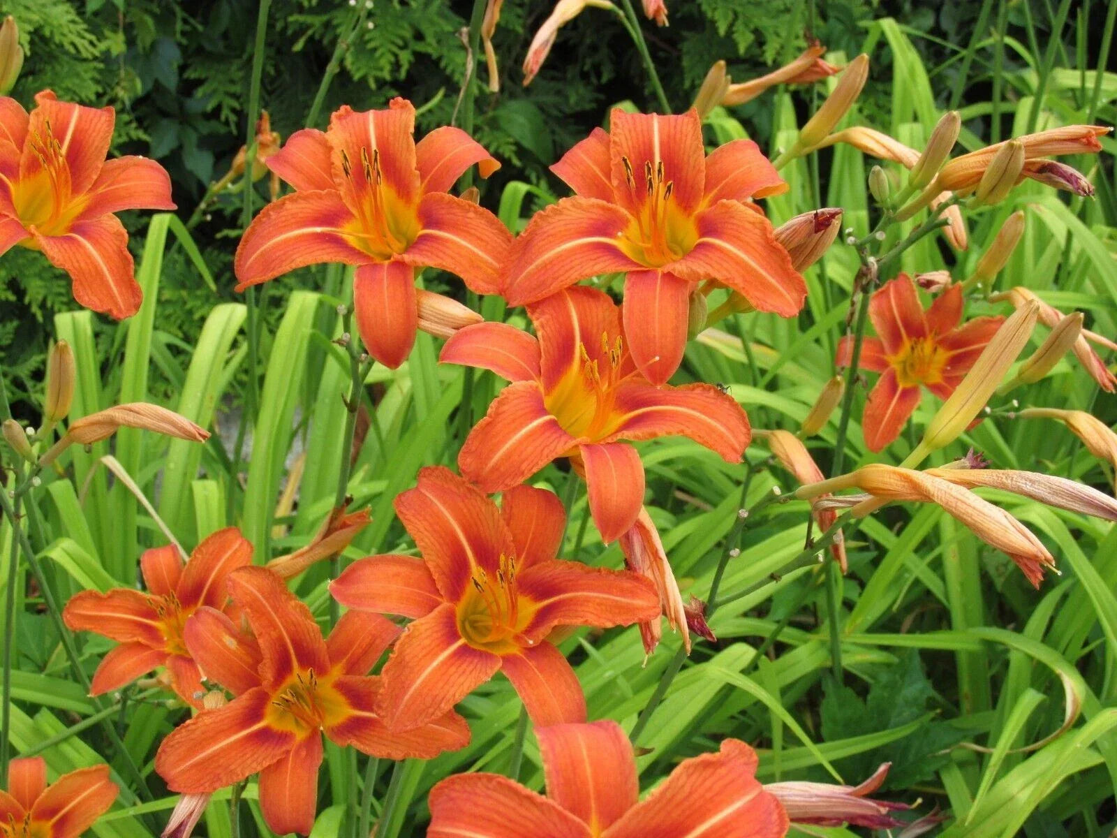 Live Large Orange Daylily Bulbs – Clumps with Strong Roots – Hemerocallis 'Orange' – 2+ Plants for Garden Landscaping