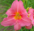 Daylily Plant Rosa Bellini Pink Reblooming Hemerocallis Live Flowering Perennial