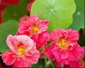 Nasturtium Seeds - Jewel Cherry Rose Variety - Edible & Fragrant - Non-GMO - 20 Seeds for Hummingbirds & Pollinators