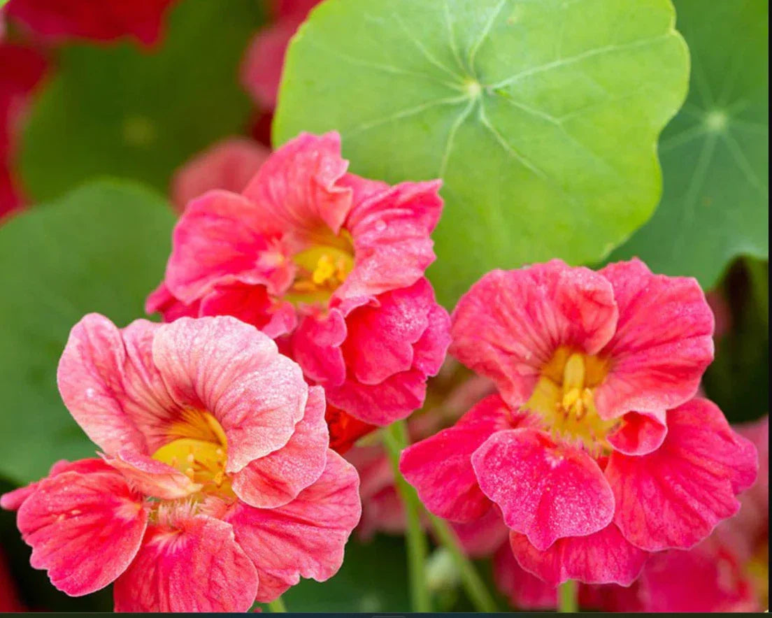 Nasturtium Seeds - Jewel Cherry Rose Variety - Edible & Fragrant - Non-GMO - 20 Seeds for Hummingbirds & Pollinators