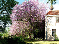Hawaiian Orchid Tree Seeds - 10 Pack, Purple Flowers, Bauhinia purpurea, Easy to Grow, Garden & Landscape Seeds