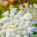 Caraway Seeds | Heirloom NON-GMO Garden Seeds | Carum carvi | Culinary Herb for Cooking & Baking
