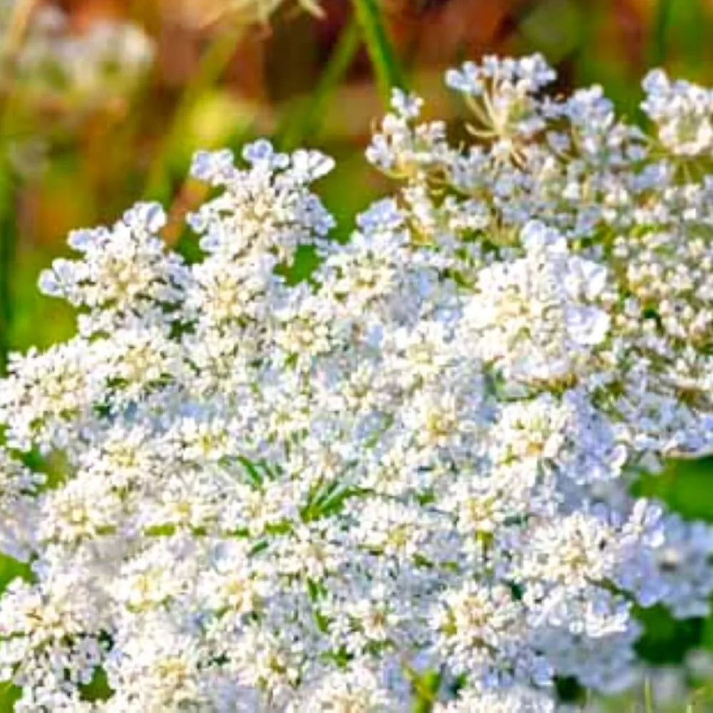 Caraway Seeds | Heirloom NON-GMO Garden Seeds | Carum carvi | Culinary Herb for Cooking & Baking