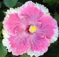 Perennial Flower Seeds - 20 White Light Pink Blooming Flowers - Garden Border, Bed, Container - Scientific Name: [Insert Scientific Name]
