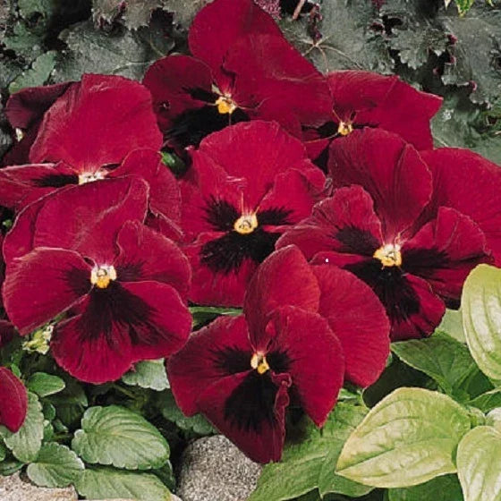 Snow Pansy Seeds - 50 Pack, Viola tricolor, Rose Blotch Pattern, Flower Seeds for Garden Beds & Containers