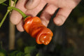 Peter Pepper Seeds 30 Count - Easy to Grow Capsicum annuum Exotic Wrinkled Peppers