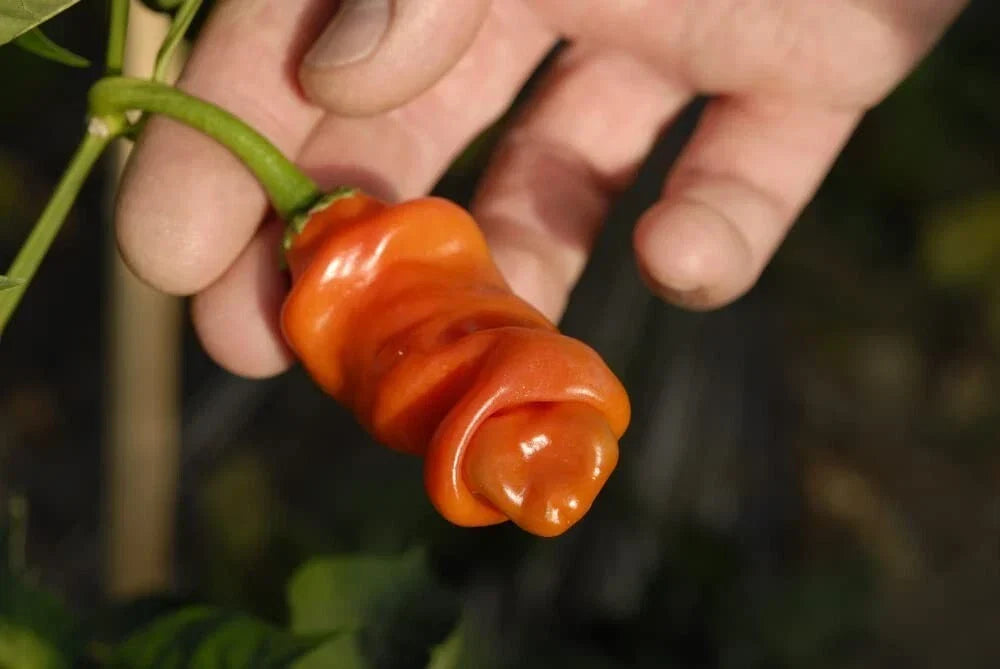 Peter Pepper Seeds 30 Count - Easy to Grow Capsicum annuum Exotic Wrinkled Peppers