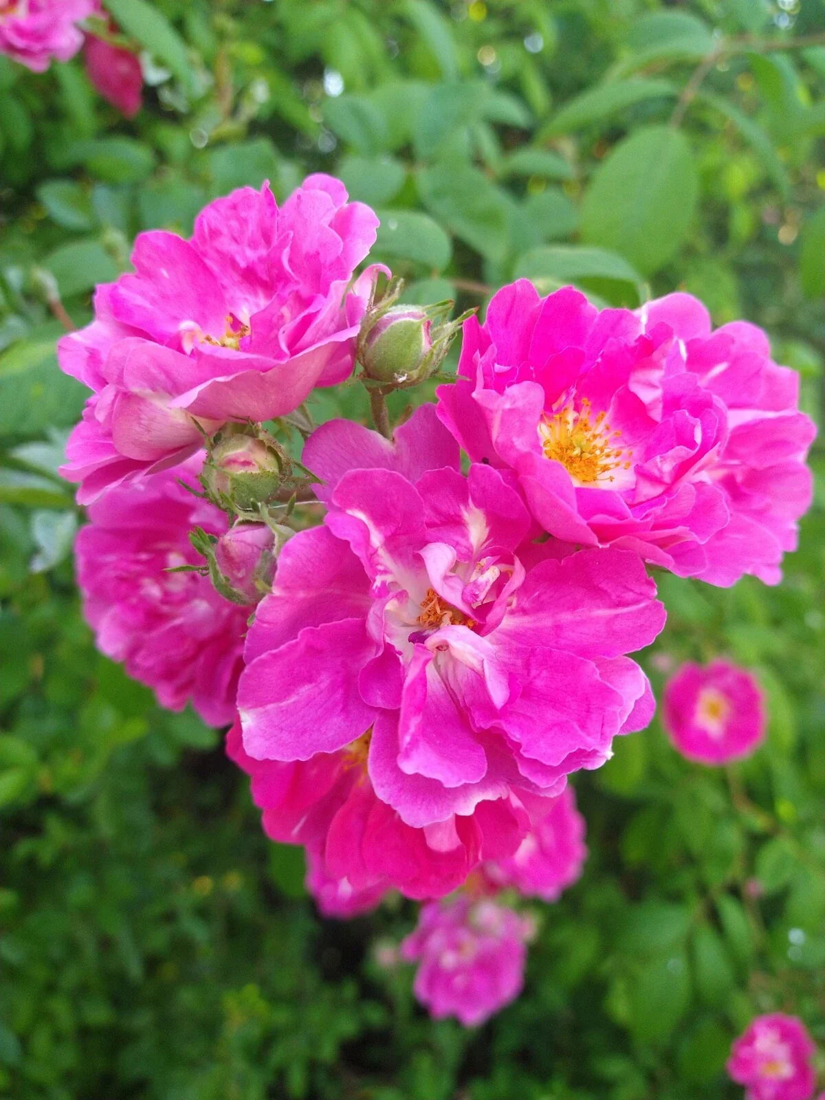 Seven Sisters Rose Bush Live Plant – Own-Root Pink Cluster Flowers – Rosa 'Seven Sisters' Climbing Rose