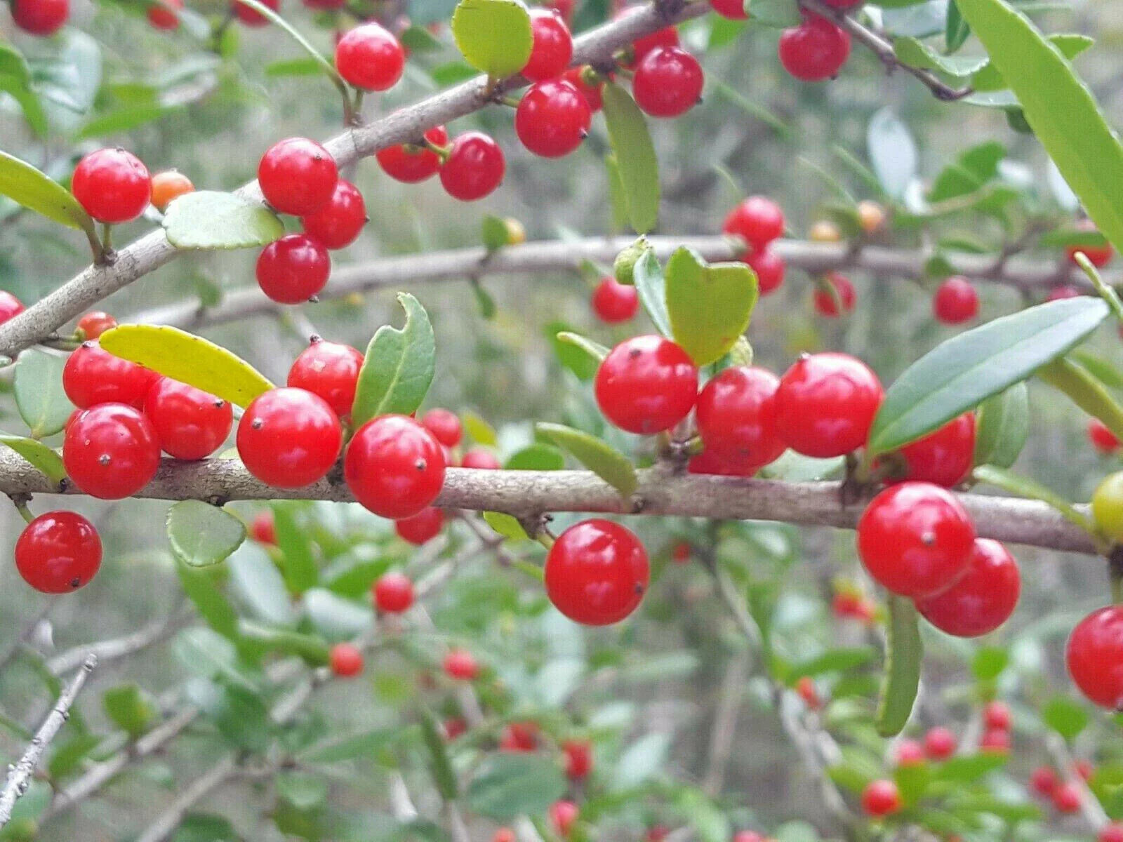 Yaupon Holly Seeds, Organic, Florida Native, Ilex vomitoria, Natural Tea & Coffee Substitute, Caffeine-Free, Bird-Friendly, 25 Seeds
