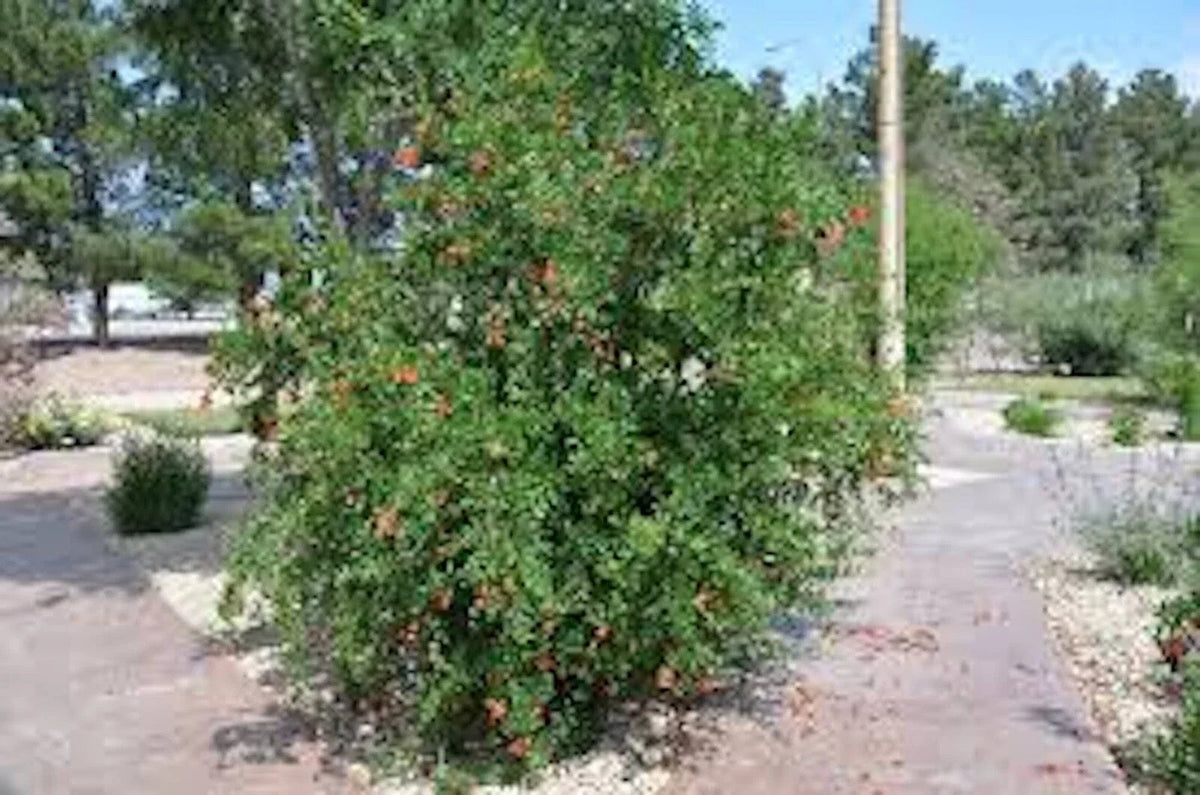 Pomegranate Tree Starter Plant - Wonderful Variety - Edible Fruit - Punica granatum - Bare Root, 12'-15' Tall