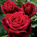 Double Red Rose Seeds - Perennial Bush Flowers for Garden, Rosa spp., Fragrant Blooms, Full Sun, 10 Seeds
