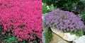 Creeping Thyme Seeds MIXED Red & Purple Perennial Ground Cover Thymus serpyllum, Non-GMO, Drought-Tolerant, Pollinator-Friendly