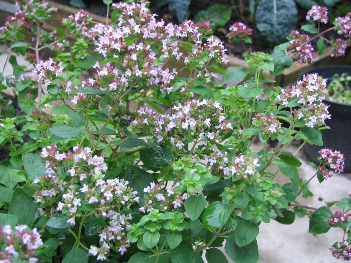 Greek Oregano Seeds 500 Pack - Origanum vulgare var. hirtum Herb Garden Plant for Culinary Use