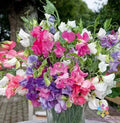 Bijou Dwarf Mix Sweet Pea Seeds - 50+ Pack, Lathyrus odoratus, Fragrant Climbing Flower for Garden, Containers & Borders