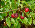 Organic Cherry Plum Tree Seeds - 5 Pack Prunus americana for Home Gardening, Fruit Production, Landscaping