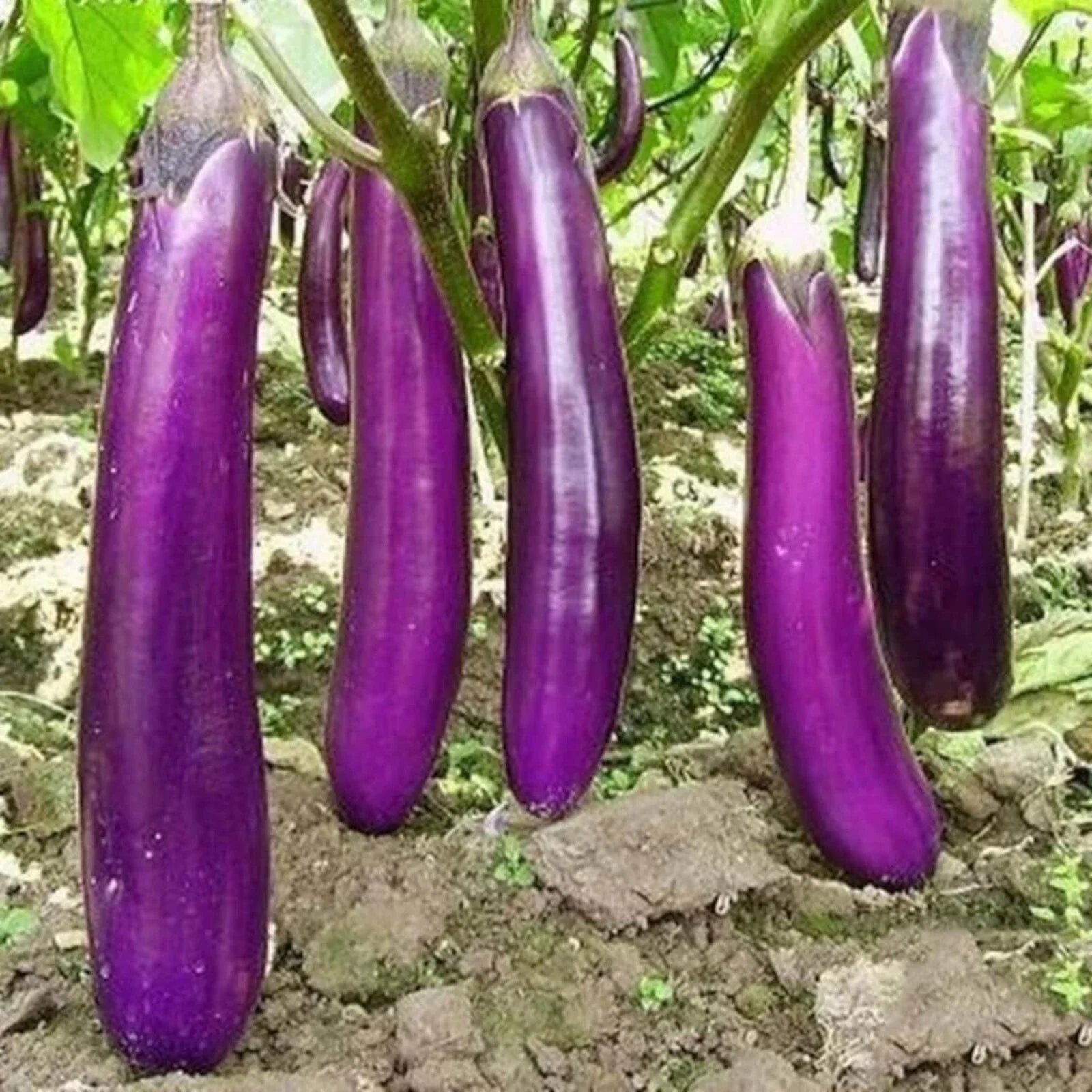 350pcs Long Purple Eggplant Seeds - Heirloom Non-GMO Solanum melongena Vegetable Seeds for Home Gardening