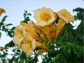 Yellow Trumpet Creeper Seeds - 80+ Count, Campsis radicans var. flava, Vibrant Yellow Flowers, Climbing Vine Seeds for Garden Growth