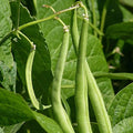 Blue-Lake Bean Seeds | Bush Variety | High-Yielding Green Beans | Phaseolus vulgaris | Pack of 50 Seeds