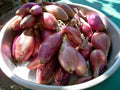 Torpedo Onion Seeds - 500+ Pack for Gardening - Allium cepa - Non-GMO, USA Grown, Bulb-Forming, Full Sun