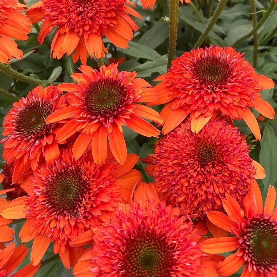 Moab Sunset Coneflower Seeds | Echinacea purpurea | Vibrant Orange & Yellow Blooms | Perennial Flowers for Gardens & Borders