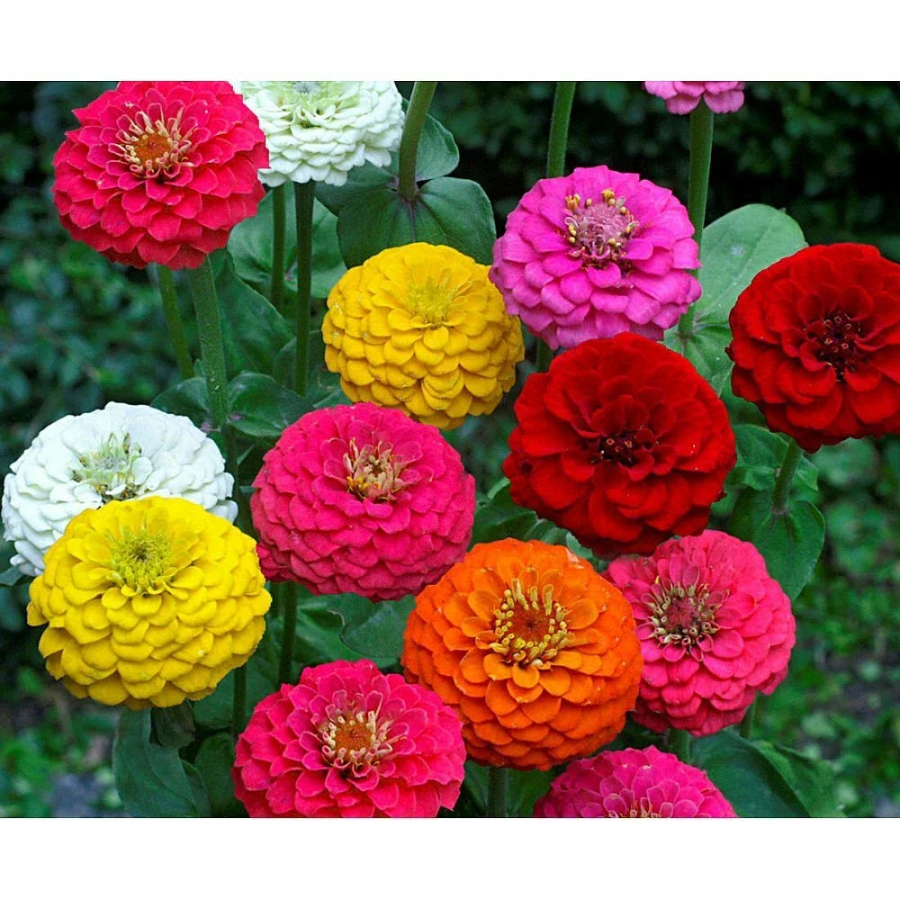Lilliput Zinnia Seeds - 100+ Flower Seeds for Garden & Container - Zinnia elegans Colorful Blooming Plants