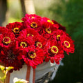 Zinnia Seeds 200 Count – METEOR Burgundy Red Flowers, Non-GMO, Pollinator & Butterfly Friendly, Zinnia elegans