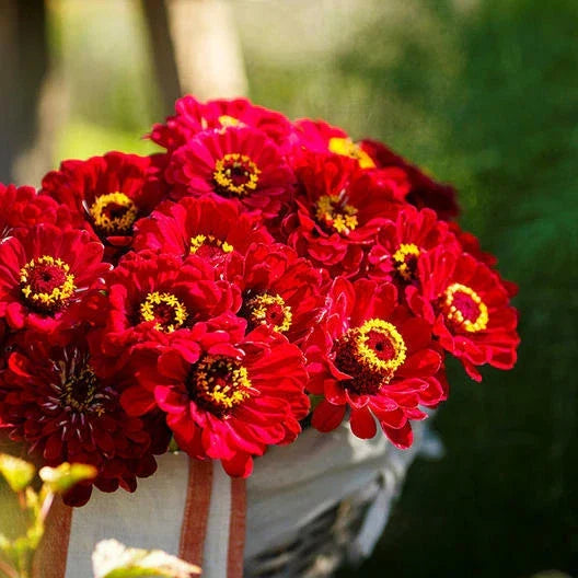 Zinnia Seeds 200 Count – METEOR Burgundy Red Flowers, Non-GMO, Pollinator & Butterfly Friendly, Zinnia elegans