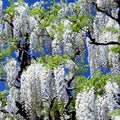 White Wisteria Seeds - Climbing Vine, Wisteria floribunda 'Alba' - Fragrant, Hardy Garden Plant for Trellises & Fences