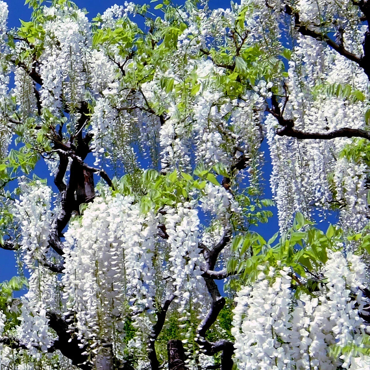 White Wisteria Seeds - Climbing Vine, Wisteria floribunda 'Alba' - Fragrant, Hardy Garden Plant for Trellises & Fences