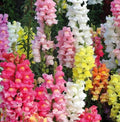 Snapdragon Seeds Rocket Mix - 25 Count Antirrhinum majus for Garden Borders & Containers